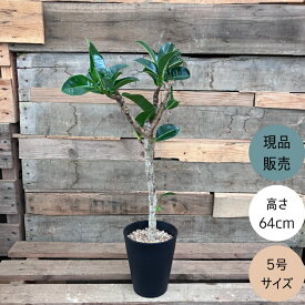 観葉植物 本物 【現品 】 希少　フィカス　エラスティカ　アポロ　（アポロゴム）　001711