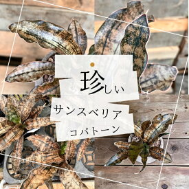 観葉植物 本物 【現品】 新品　ミニ観葉　希少　サンスベリア　キルキー　コパトーン001713
