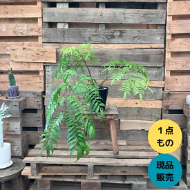 観葉植物 本物 NEW【現品 】 おしゃれな　リュウビンタイ　希少　001714