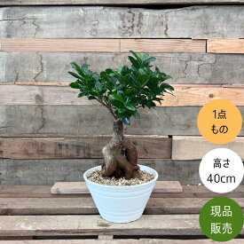【16日までポイント2倍】観葉植物 本物　NEW【現品】 一点もの　ガジュマル　6号浅鉢入り 人気商品　　001715