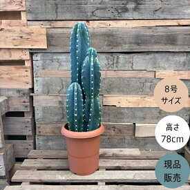 観葉植物 本物【現品】 柱サボテン　ヌーダム　★3本立ち★　8号サイズ　新品　001718