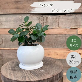 【16日までポイント2倍】観葉植物 本物 【現品】パンダガジュマル　おしゃれなホワイトボウルポット陶器鉢入り　001719 ミニ観葉