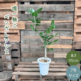 観葉植物 本物 【現品】 唯一無二　フィカス　ベンガレンシス　新品　　001717