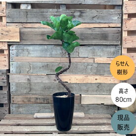 観葉植物 本物 【現品】 クネクネ　フィカス・リラータ・バンビーノ　新品　001722