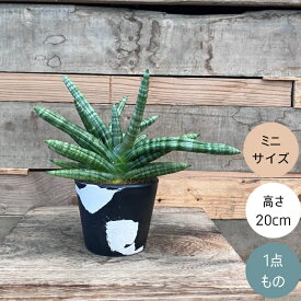 観葉植物 現品 【新品】 希少　　サンセベリア　ボンセレンシス 【アウトレット】