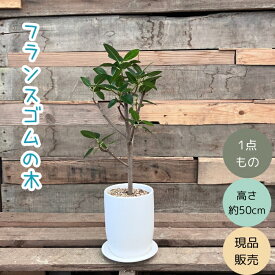 観葉植物 本物 【現品】★新品★フランスゴム お洒落な陶器鉢入り　001735