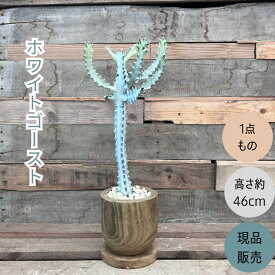 観葉植物 多肉植物　本物 【1点もの】★現品販売★ 新品　ユーフォルビア　 ホワイトゴースト お洒落なウッドポット入り　001734