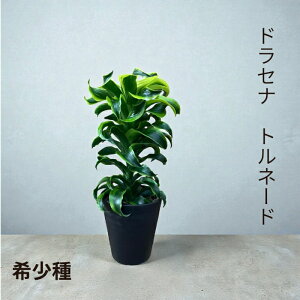 y1101:59܂Ń|Cg2{zϗtA { yiz 󏭎@hZiEgl[h@@001731