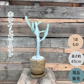 観葉植物 多肉植物　本物 【1点もの】★現品販売★ 新品　ユーフォルビア　 ホワイトゴースト お洒落なウッドポット入り　001738