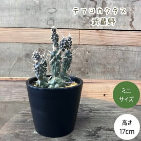 観葉植物 本物 【現品】 ★希少★　テフロカクタス 武蔵野　001721