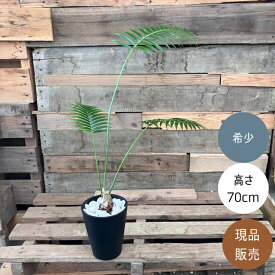 観葉植物 本物 【現品 】　ディオーン スピヌロスム　希少　001723