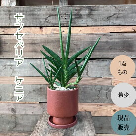 観葉植物 本物 【現品】 希少　1点もの　サンスベリア・ケニア　　001741