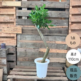 【18日限定ポイント3倍】観葉植物 本物　【現品】 唯一無二の樹形　ガジュマル　8号サイズ 人気商品　001745