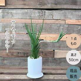 観葉植物 本物【現品】 『子株付き』サンセベリア　フランシシー　希少な樹形　001744
