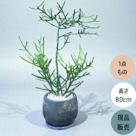 【26日まで最大7%引クーポン配布中】観葉植物 本物　【現品】 ミルクブッシュ（ミドリサンゴ） 唯一無二の樹形　 おしゃれな陶器鉢入り　人気商品　1724