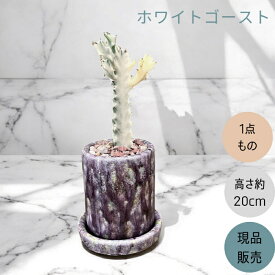 観葉植物 本物 【1点もの】★現品・新品★　ユーフォルビア　 ホワイトゴースト お洒落な陶器鉢入り　001602