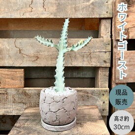 観葉植物 本物 【1点もの】★現品・新品★　ユーフォルビア　 ホワイトゴースト お洒落な陶器鉢入り　001603