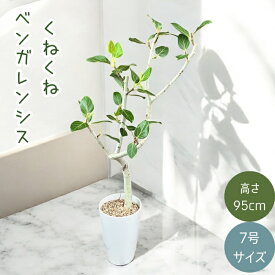 観葉植物 本物 【現品】 ★らせん樹形★　唯一無二　フィカス　ベンガレンシス　新品　　001611