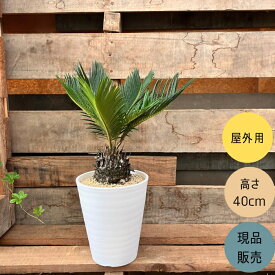 観葉植物 本物 【現品】★屋外用★　ソテツ (蘇鉄）001610
