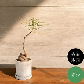 観葉植物 本物 【現品販売】 希少　ブラキキトン ルペストリス　【ボトルツリー】　画像の商品送ります。001618