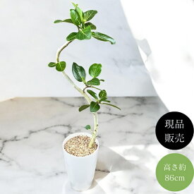 観葉植物 本物 【現品】 ★くねくね樹形★　唯一無二　フィカス　ベンガレンシス　新品　　001612