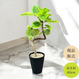 観葉植物 本物 　★現品★ 　らせん樹形　アルテシマ　1点もの　新品　001614