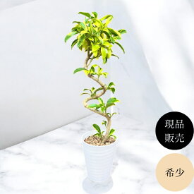 観葉植物 本物 【現品】 ★らせん樹形★　唯一無二　フィカス　ファグラエア　ベルテオアナ　新品　　001621
