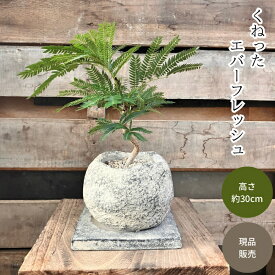 観葉植物 本物 【現品】 ★くねった樹形★　唯一無二　テーブルサイズのエバーフレッシュ　新品　　001624