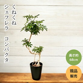 観葉植物 本物 【現品販売】 新品　くねくね　シェフレラ・コンパクタ　001625