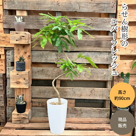 観葉植物 本物 【現品】 ★らせん樹形★　唯一無二　エバーフレッシュ　新品　　001623