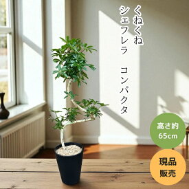 観葉植物 本物 【現品販売】 新品　くねくね　シェフレラ・コンパクタ　001627