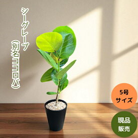 観葉植物 本物 【現品 】おススメ！　シーグレープ　（別名；ハマベブドウ）　001626