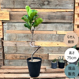 観葉植物 本物 【現品】 クネクネ　フィカス・リラータ・バンビーノ　新品　001638