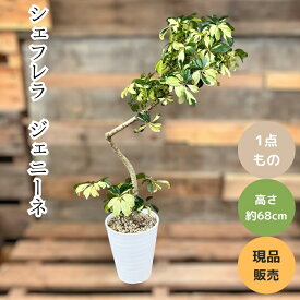観葉植物 本物 ★現品販売★“シェフレラ・ジェニーネ”　曲がり樹形　希少　新品　001643
