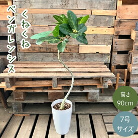 観葉植物 本物 【現品】 ★くねくね樹形★　唯一無二　フィカス　ベンガレンシス　新品　　001630
