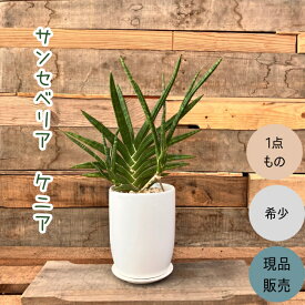 観葉植物 本物 【現品】 希少　1点もの　サンスベリア・ケニア　　001652
