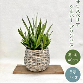 観葉植物 本物 【現品販売】★希少★ サンスベリア・シルバープリンセス　おしゃれなボールバスケット入り 001657