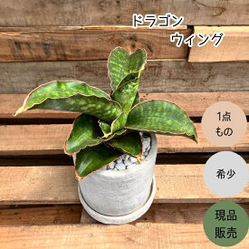 観葉植物 本物 【現品】 1点もの　サンセベリア　ドラゴンウィング　希少　001659