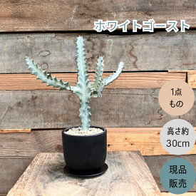 観葉植物 本物 【『1点もの』★現品・新品★　ユーフォルビア　 ホワイトゴースト お洒落なマットブラックポット入り　001662