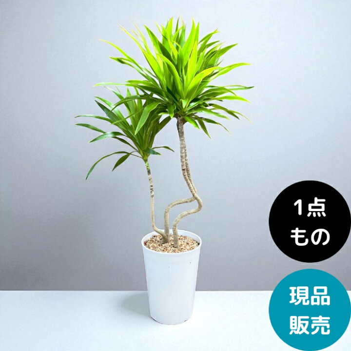 楽天市場】観葉植物 本物 【現品】 おしゃれ くねくね ドラセナ 