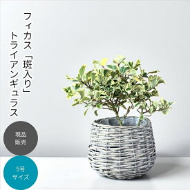 観葉植物 本物 【現品】トライアンギュラス 　★ハートの木★　ボールバスケット入り001689