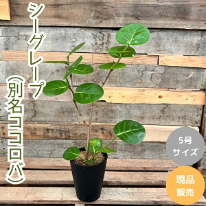 ϗtA { yi zXXI@V[O[v@iʖGn}xuhEj@001692