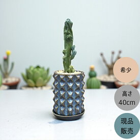 観葉植物 本物　【現品 】希少品種　★綴化★　 ミルティロカクタス　 竜神木（リュウジンボク) 　新品　現品　001619