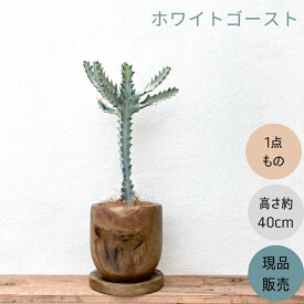 観葉植物 多肉植物　本物 【1点もの】★現品販売★ 新品　ユーフォルビア　 ホワイトゴースト お洒落なウッドポット入り　001704