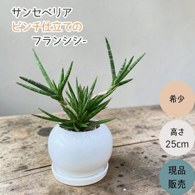 【11日01:59まで500円引クーポン配布中】観葉植物 本物【現品】 『ピンチ仕立て』の　サンセベリア　フランシシー　希少です。　001978