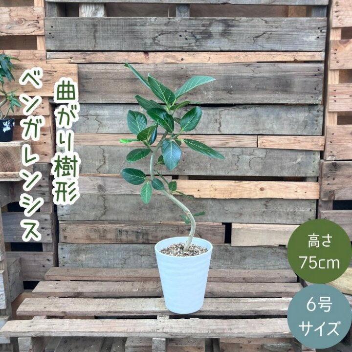 楽天市場】観葉植物 本物 【現品】 唯一無二 くねくねフィカス 