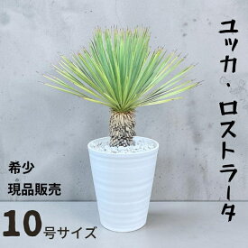 観葉植物 本物【現品】希少　ユッカ　ロストラータ　10号サイズ　001971