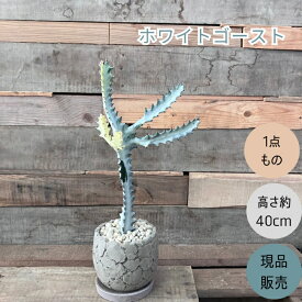 観葉植物 多肉植物　本物 【1点もの】★現品販売★ 新品　ユーフォルビア　 ホワイトゴースト お洒落なワイルドポット入り　001755