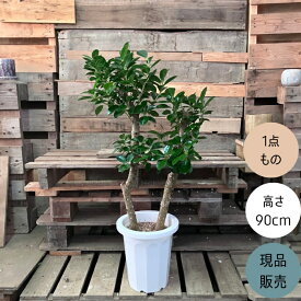 【18日限定ポイント3倍】観葉植物 本物　【現品】 ガジュマル　8号サイズ 2本植え　唯一無二の樹形　 人気商品　1759
