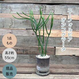 観葉植物 多肉植物　本物 【1点もの】★現品販売★ 新品　ユーフォルビア　 オンコクラータ　 お洒落なワイルドポット入り　001747